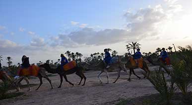 Camel Ride Marrakech Palm Grove