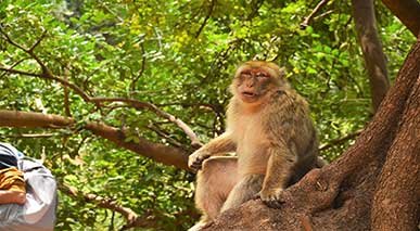 Day excursion to Ouzoud Falls from Marrakech