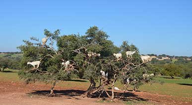 Essaouira Day tour from Marrakech